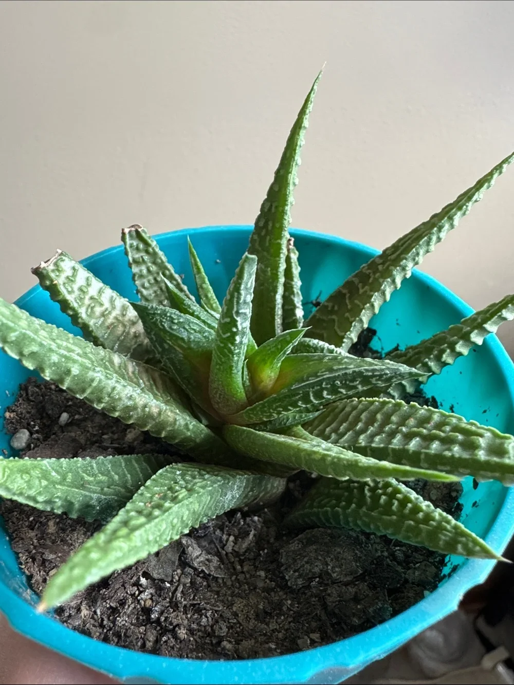 Haworthiopsis limifolia Aka Fairy Washboard